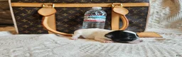 Chihuahua dogs for sale: Zorro - Ad 1