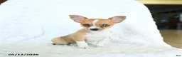 Chihuahua dogs for sale: Rosie - Ad 3