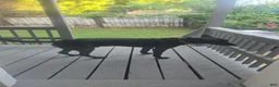 Belgian Malinois dogs for sale: Belgian Malinois Puppy 5 (Scrappy) - Ad 5