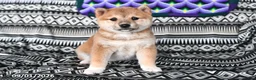 Shiba Inu dogs for sale: Susan - Ad 1