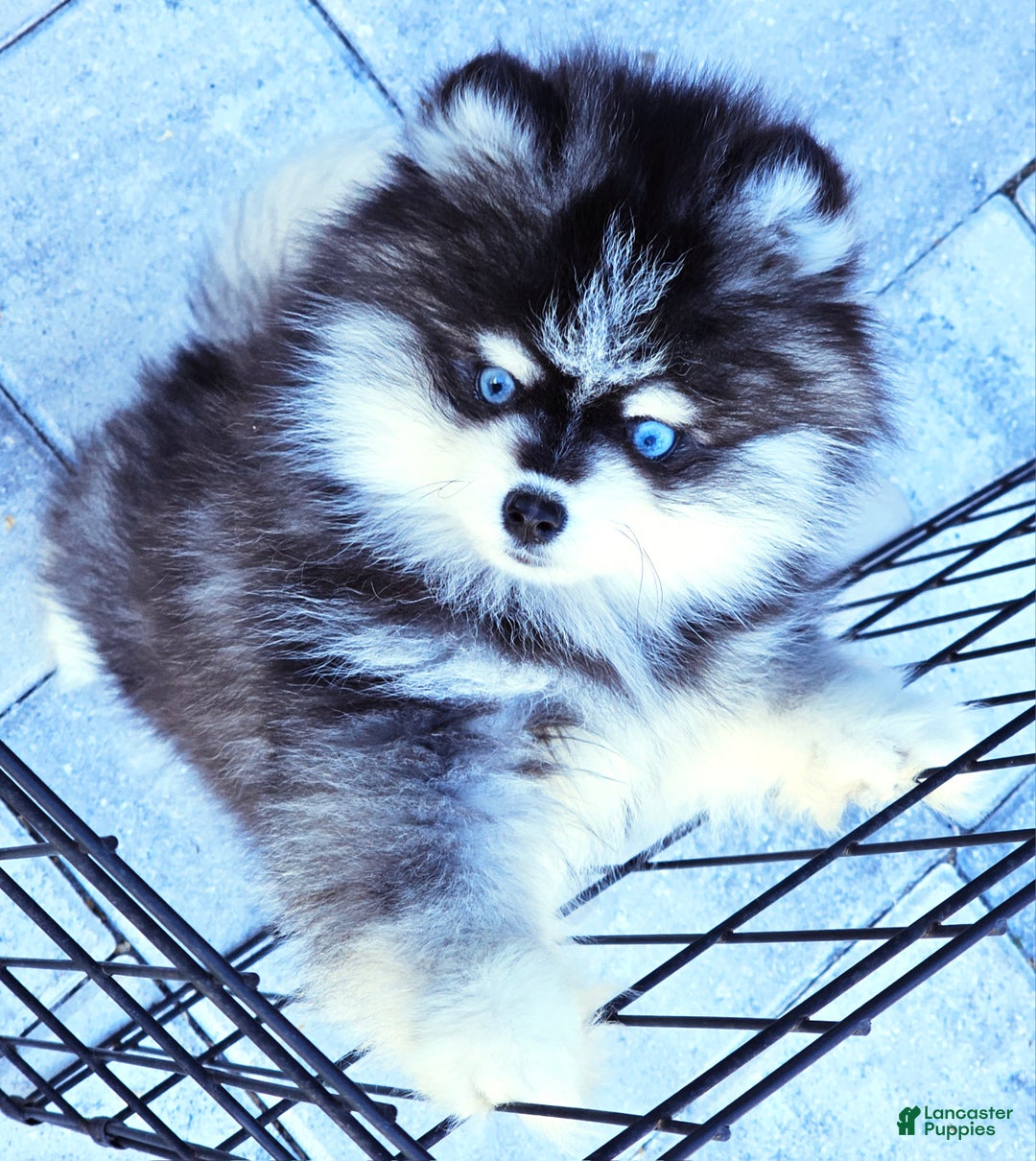 Pomsky dogs for sale: Felicity - Ad 3
