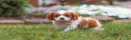 Cavalier King Charles Spaniel dogs for sale: Bentley - Ad 6