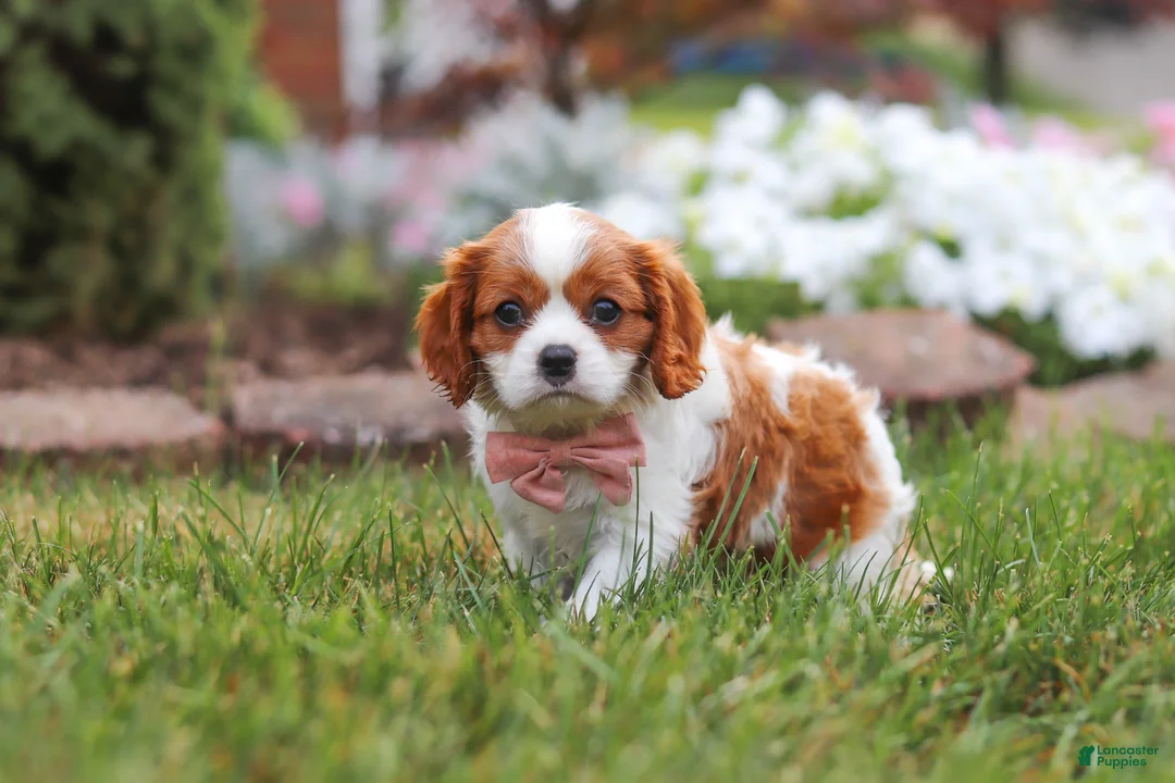 Cavalier King Charles Spaniel dogs for sale: Bentley - Ad 6