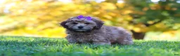 Yorkiepoo dogs for sale: Posie - Ad 5
