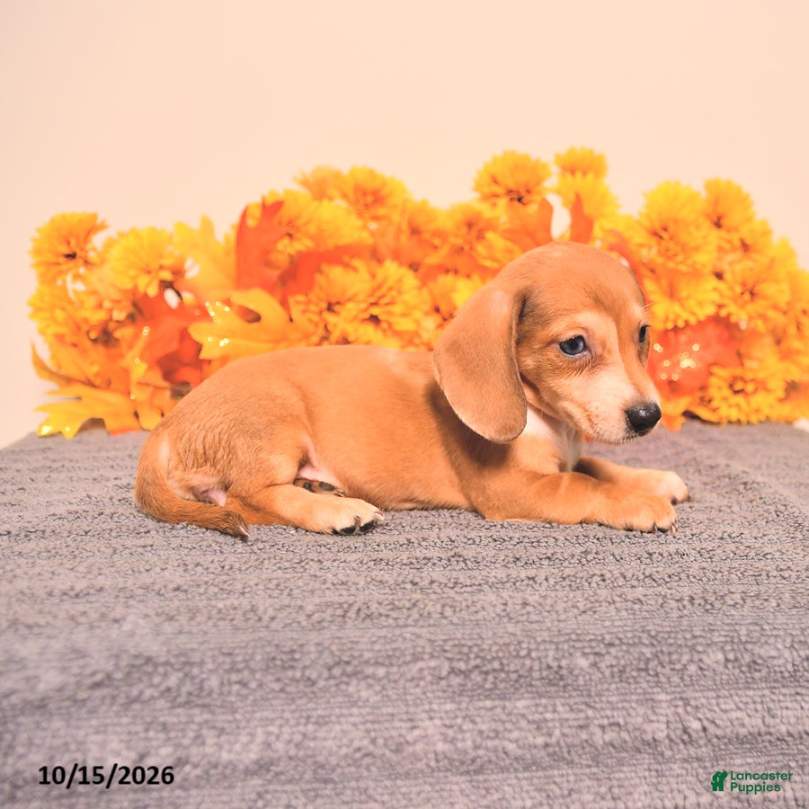 Miniature Dachshund dogs for sale: Ruby - Ad 2