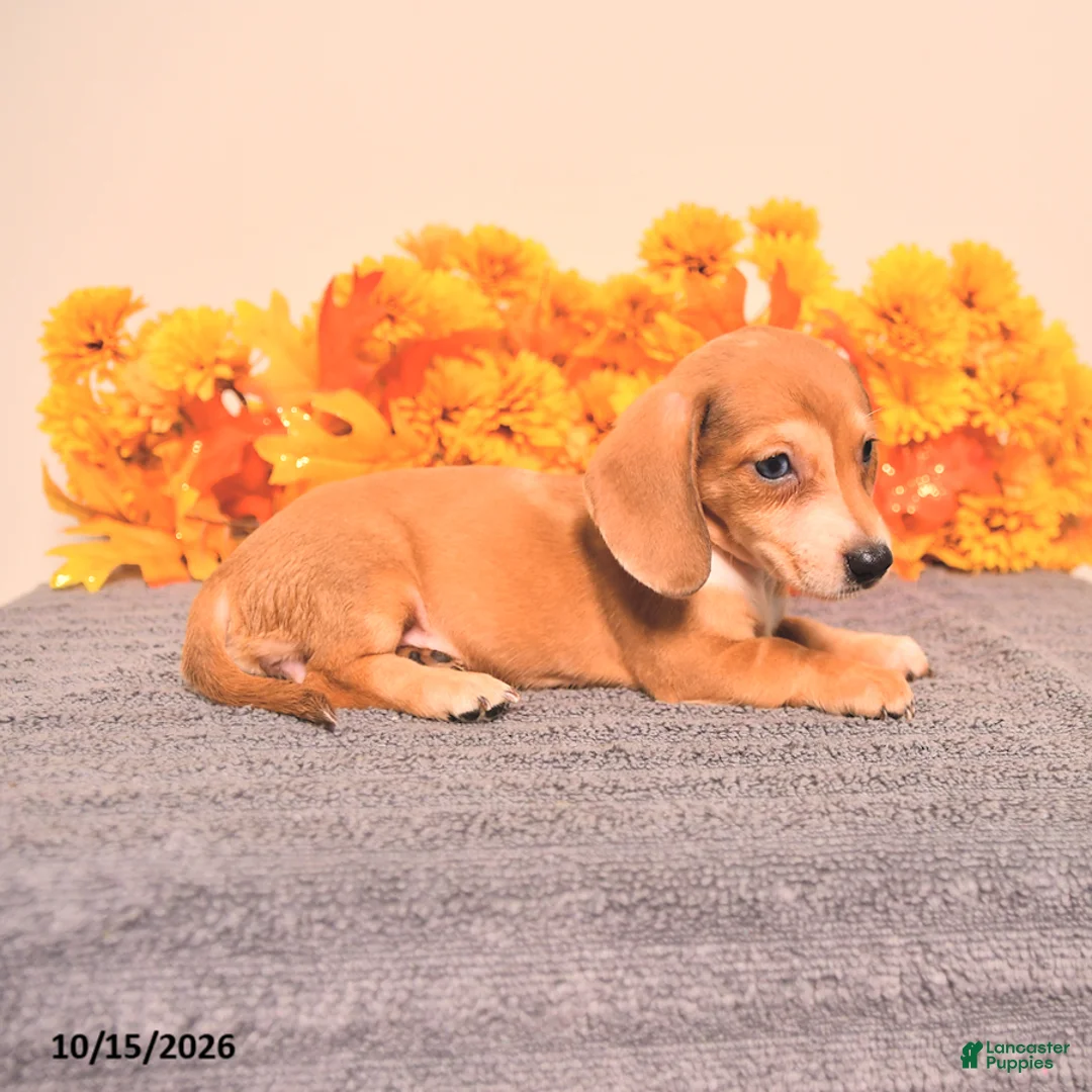 Miniature Dachshund dogs for sale: Ruby - Ad 2