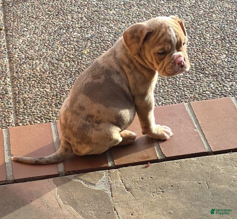 American Bully dogs for sale: Girl 1 - Ad 7