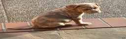 American Bully dogs for sale: Girl 1 - Ad 1
