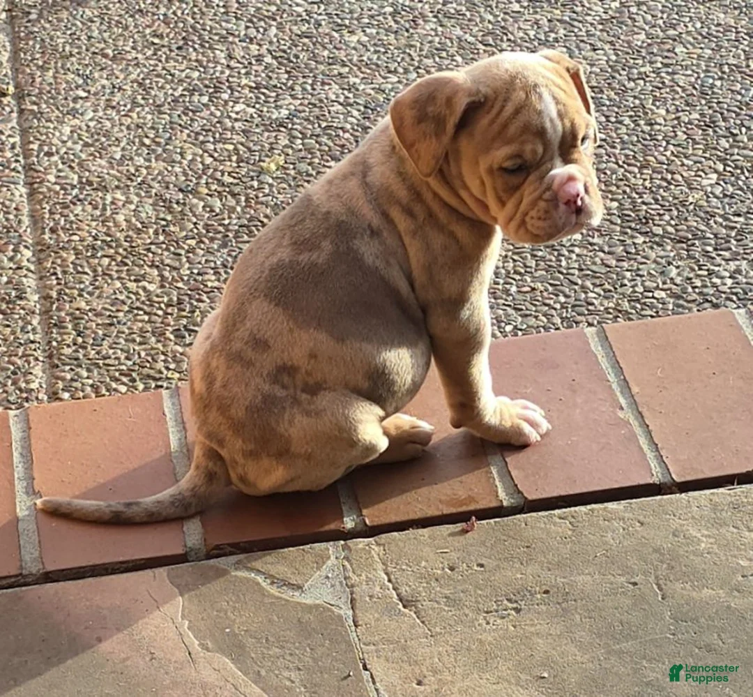 American Bully dogs for sale: Girl 1 - Ad 1