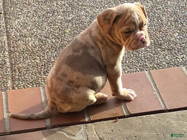 American Bully dogs for sale: Girl 1 - Ad 7