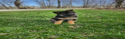 German Shepherd dogs for sale: Mindy - Ad 4