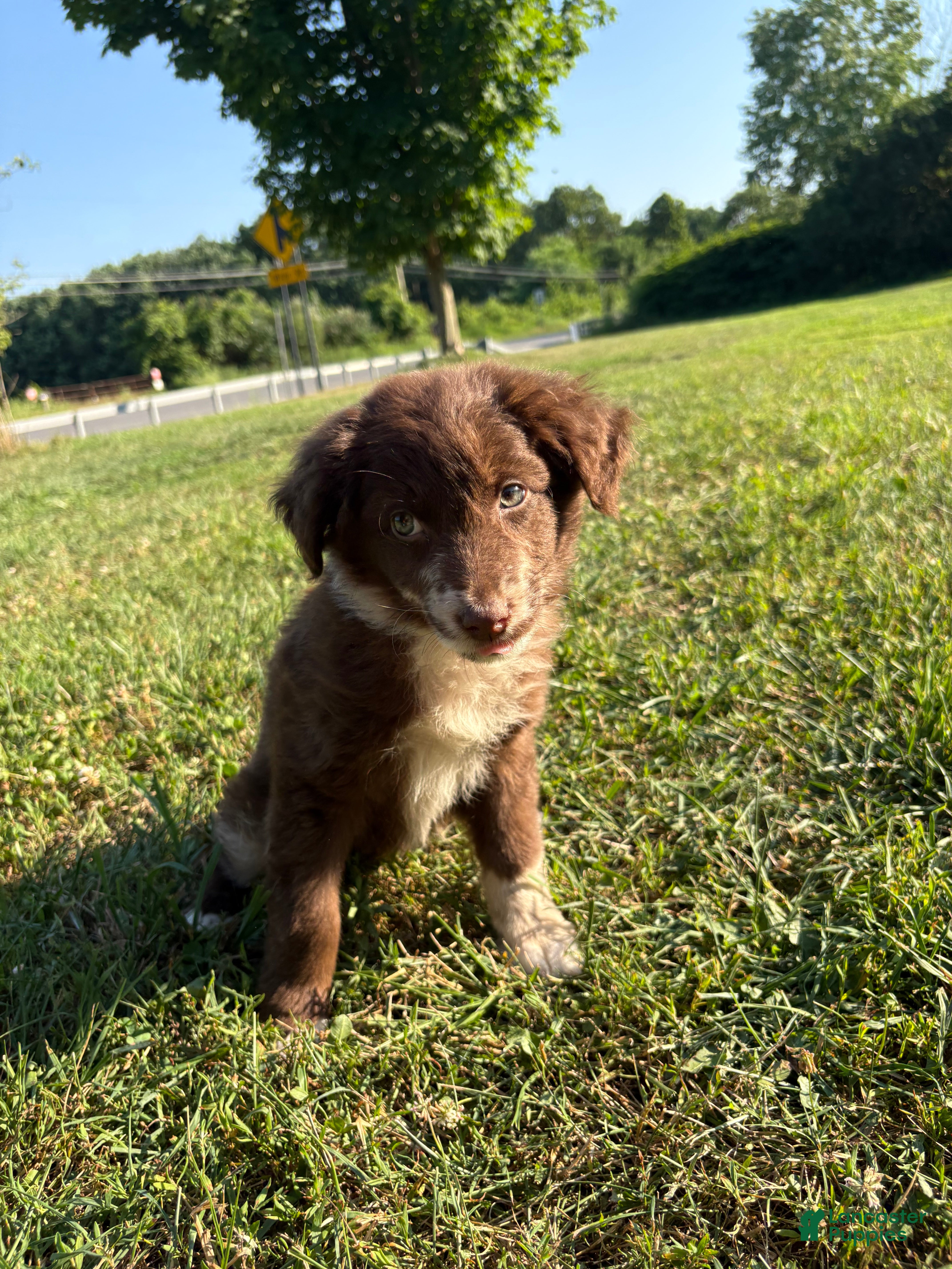 Australian Shepherd dogs Chubby  - Ad 16