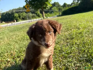 Australian Shepherd dogs Chubby - Ad 16