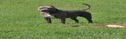 American Bully dogs for sale: American Bully 8 - Ad 4