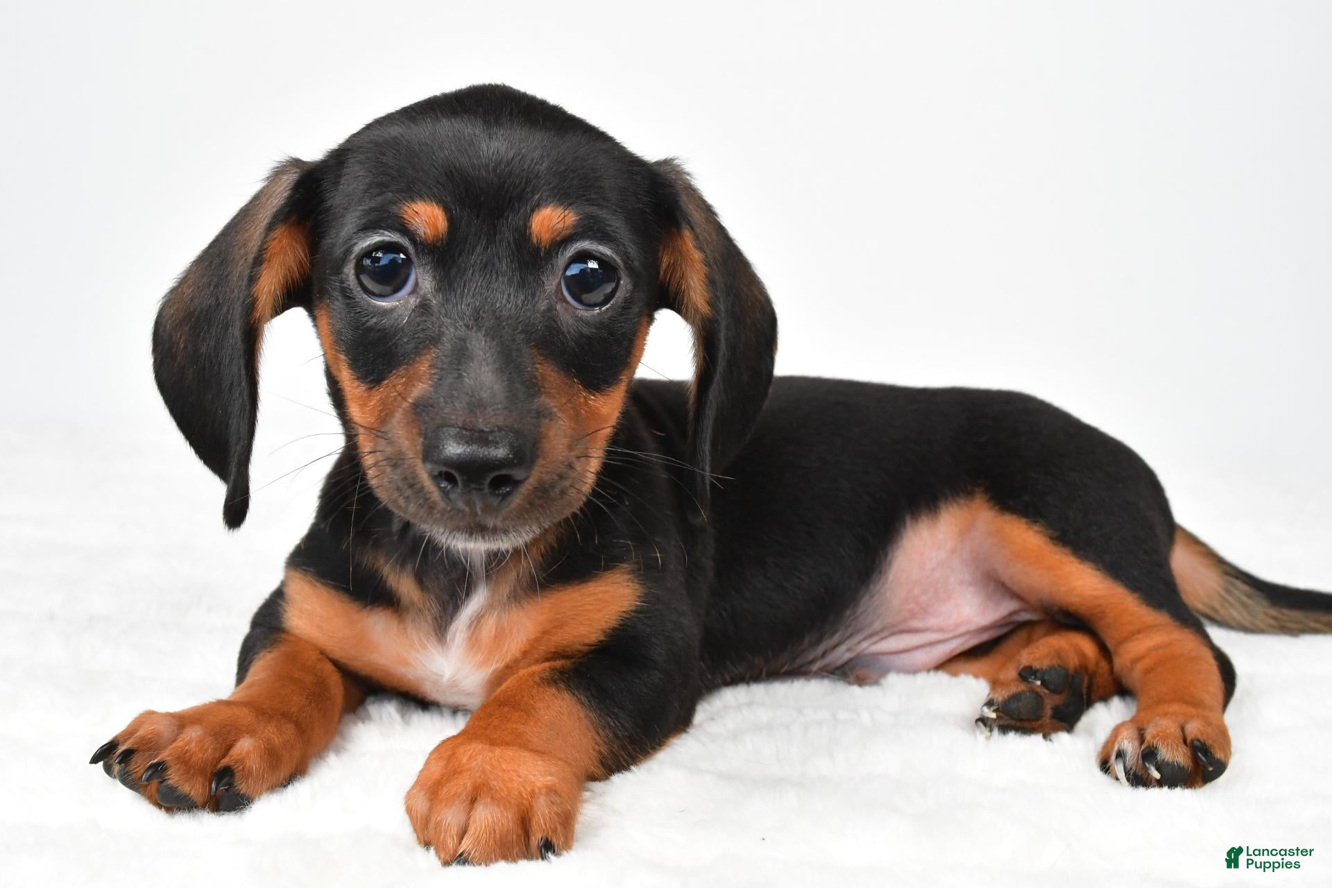 Miniature Dachshund dogs for sale: Frank - Ad 1