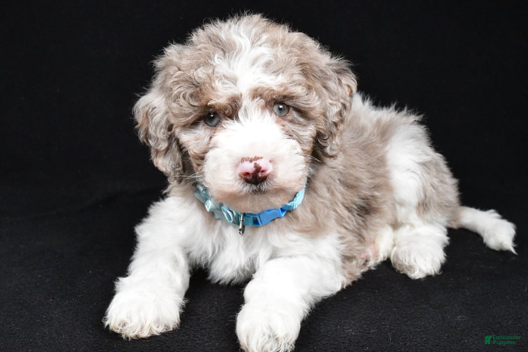 Sheepadoodle dogs for sale: Cotton - Ad 2