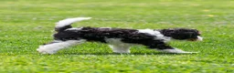 Cavapoo dogs for sale: Crusher Cavapoo Puppy  - Ad 19