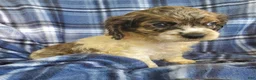 Cocker Spaniel dogs for sale: Sky - Ad 5