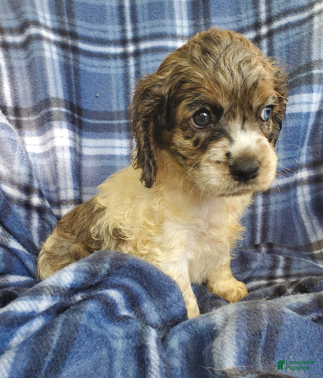 Cocker Spaniel dogs for sale: Sky - Ad 5