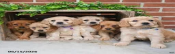 Miniature Golden Retriever dogs for sale: Olena - Ad 3