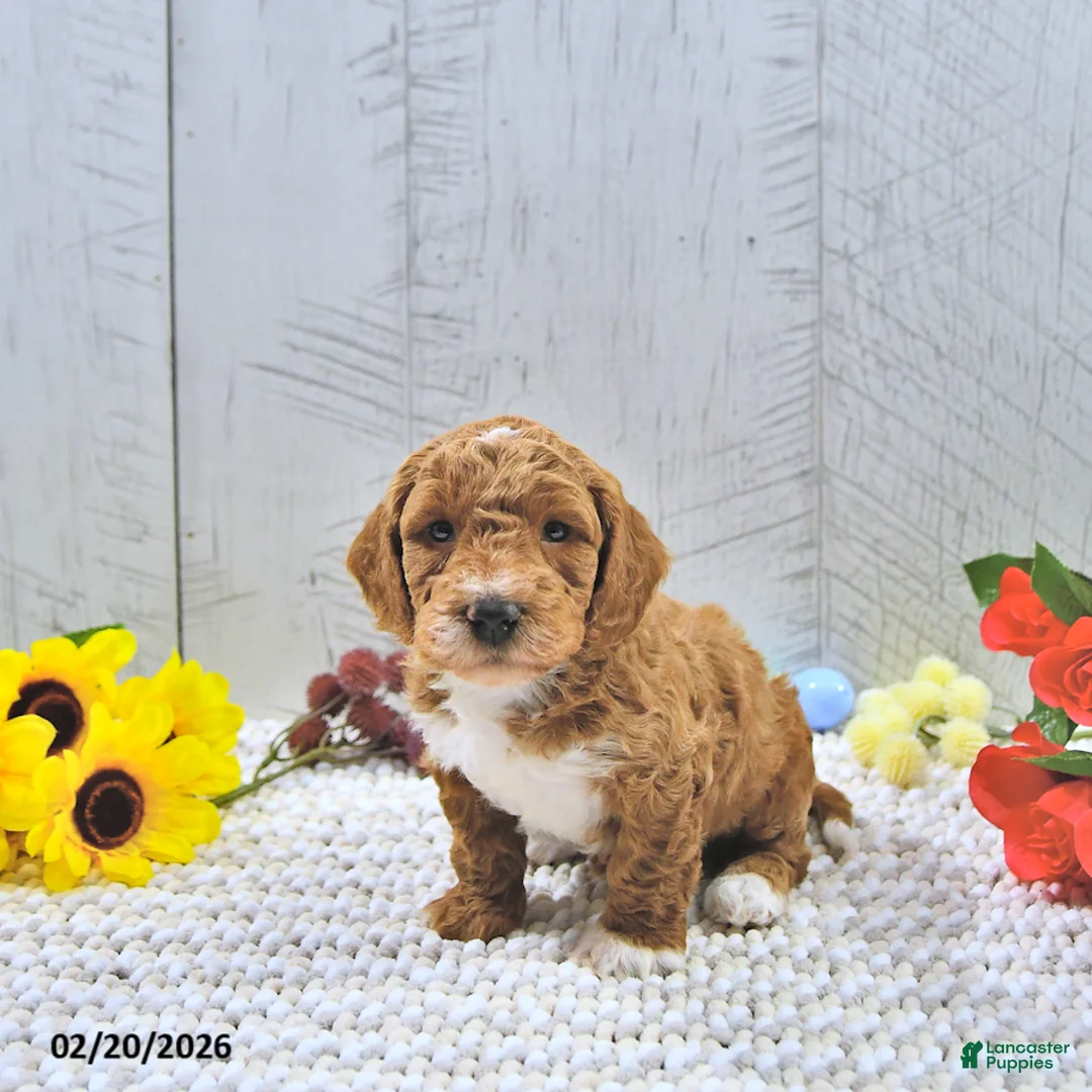 Mini Goldendoodle dogs for sale: Jamin - Ad 1