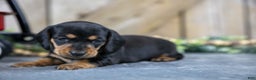 Miniature Dachshund dogs for sale: Shelly - Ad 3