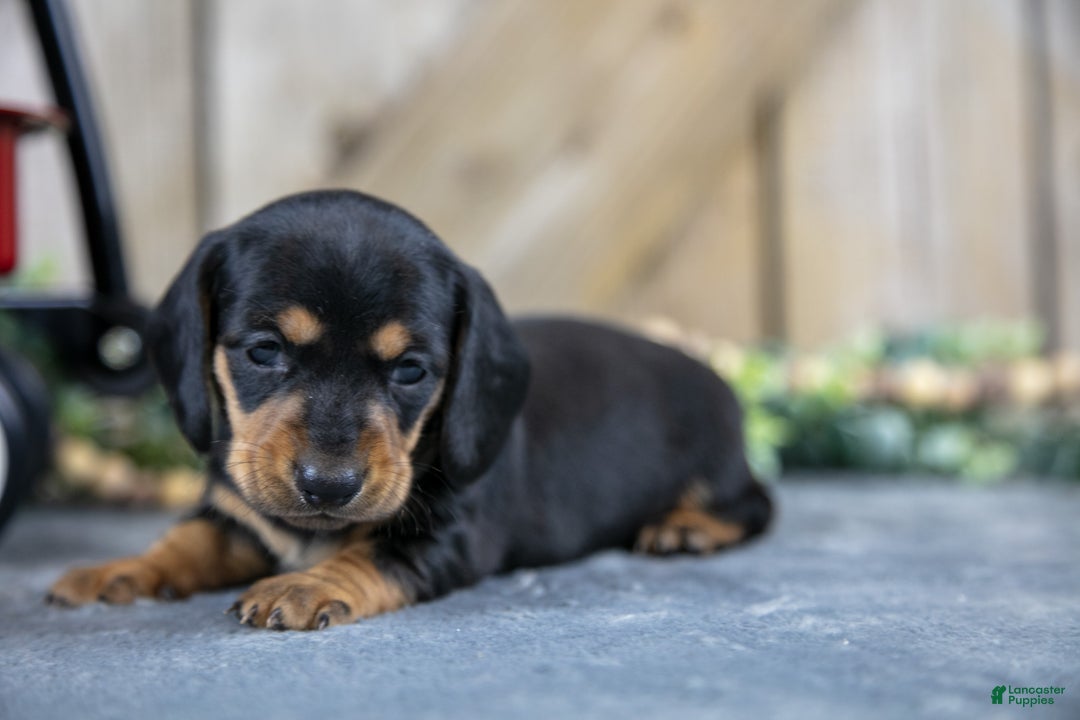 Miniature Dachshund dogs for sale: Shelly - Ad 3