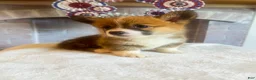 Welsh Corgi Pembroke dogs for sale: Penne - Ad 6