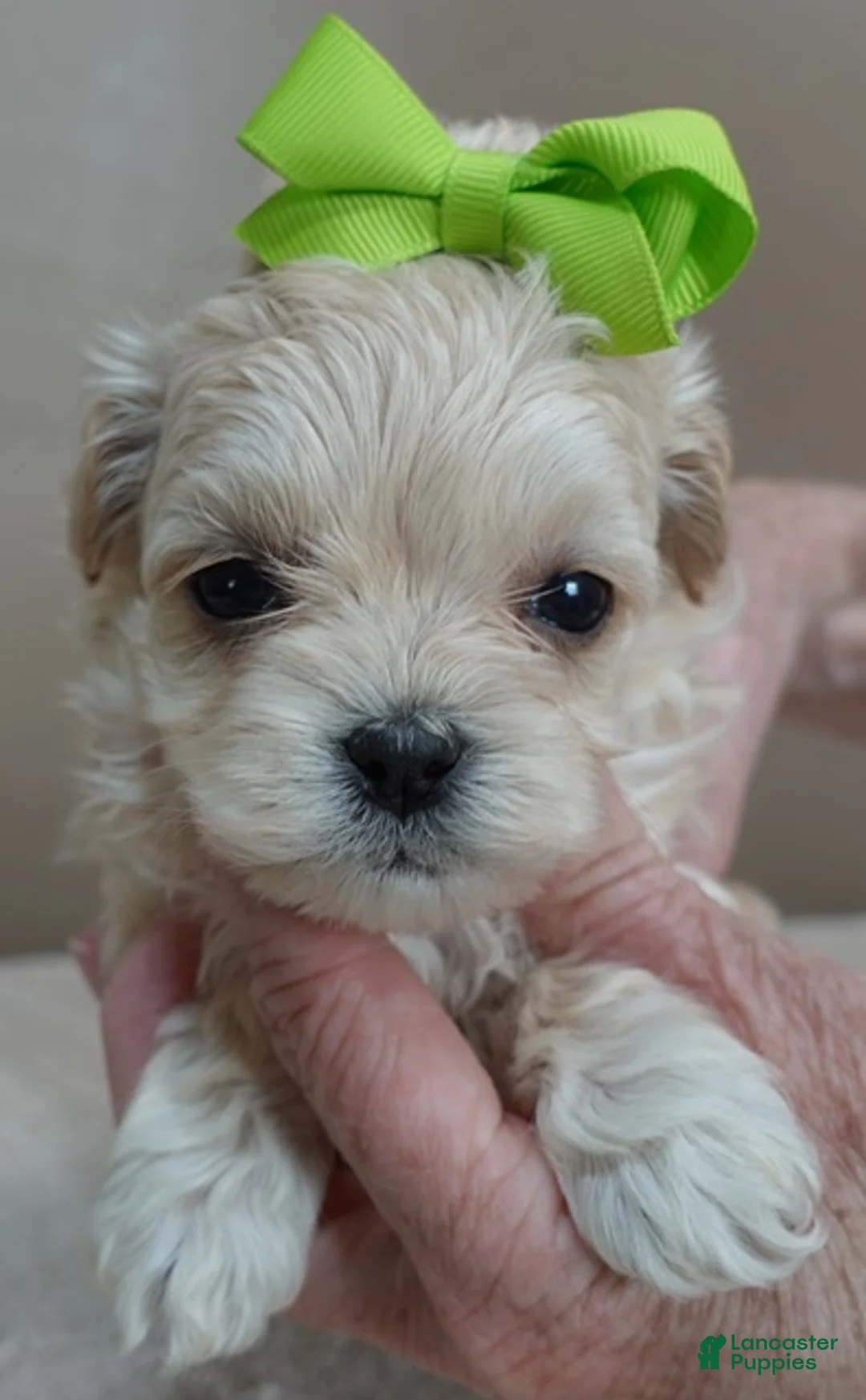 Maltipoo dogs for sale: Myles 1 lb 5 ozs - Ad 2