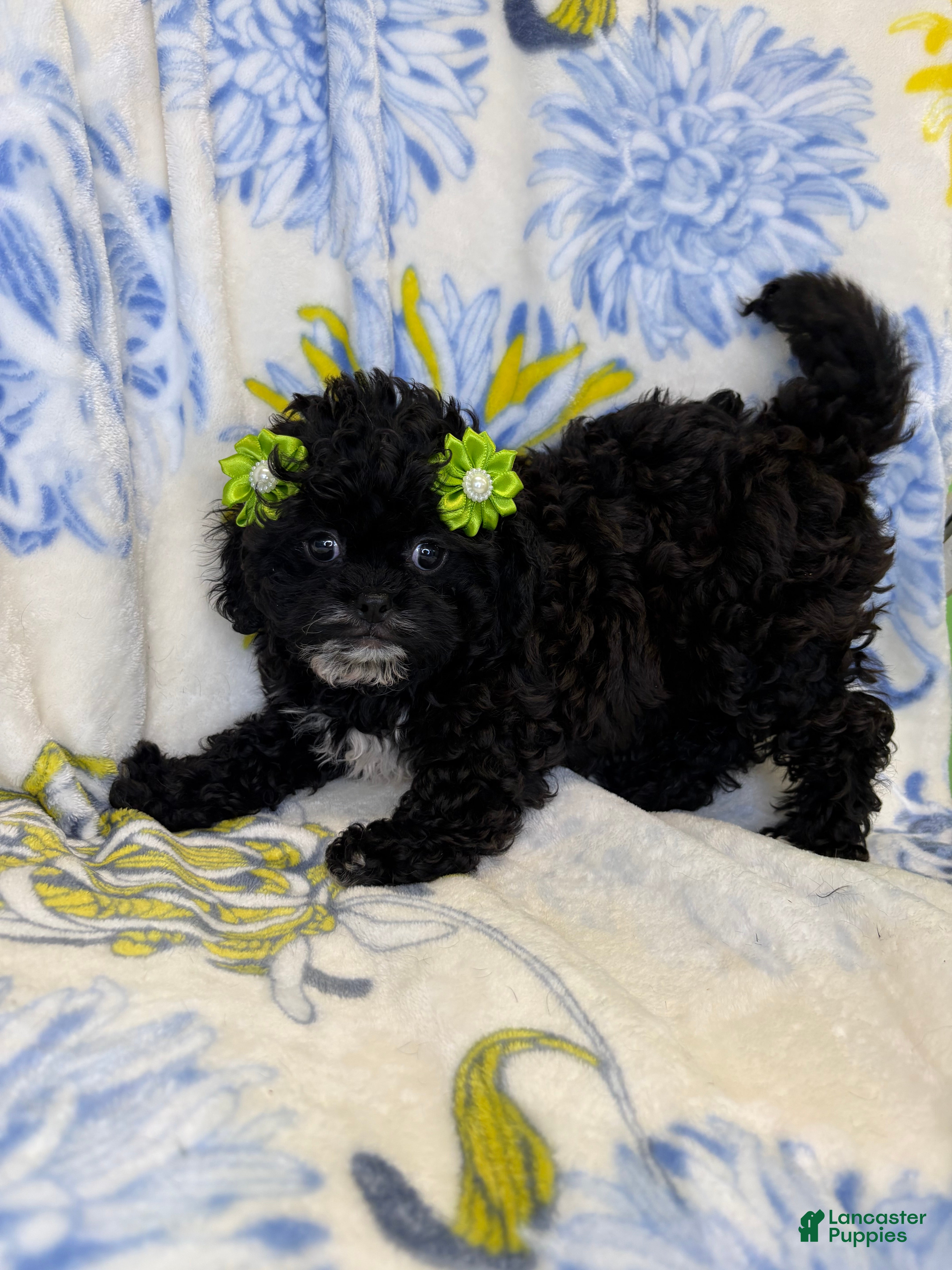 Mixed Breed dogs Mixed Breed 2 - Ad 12