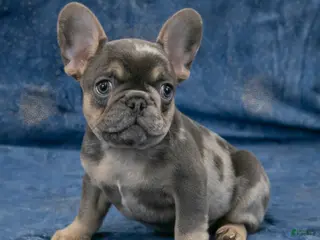 French Bulldog dogs Rusty - Ad 12