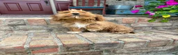 Cavapoo dogs for sale: Ava - Ad 9