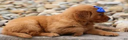 Golden Retriever dogs for sale: Quincy💙 - Ad 14