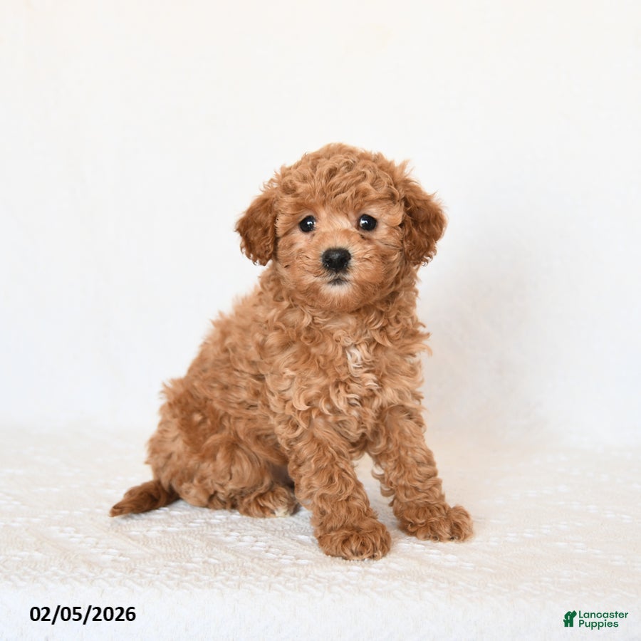Miniature Poodle dogs Huckleberry - Ad 3