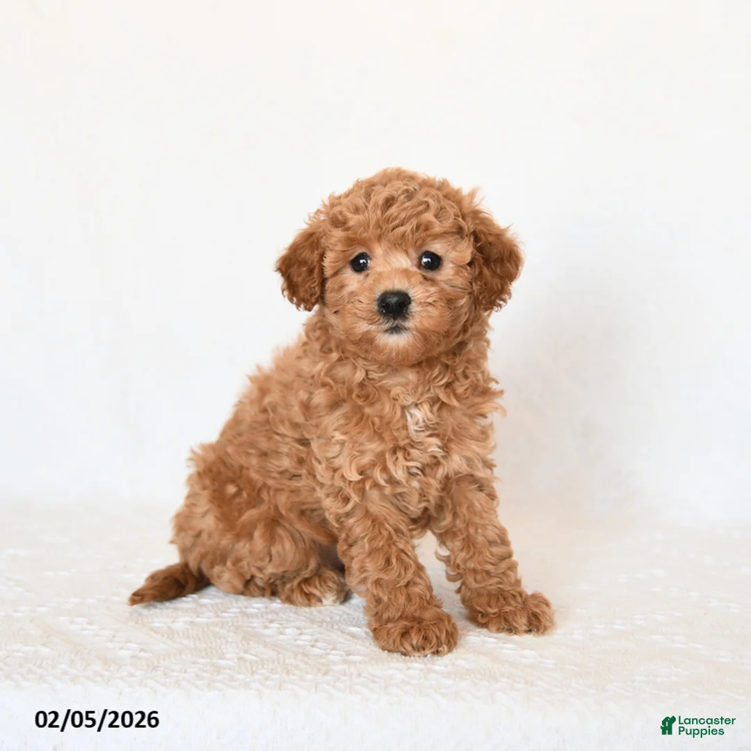 Miniature Poodle dogs for sale: Huckleberry - Ad 1