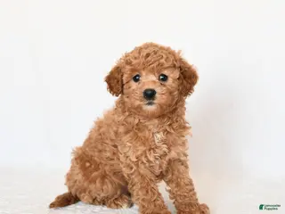 Miniature Poodle dogs Huckleberry - Ad 3