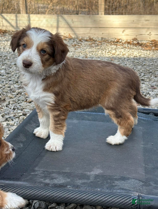 Aussiedoodle dogs Sable boy 5 - Ad 7
