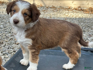 Aussiedoodle dogs Sable boy 5 - Ad 7