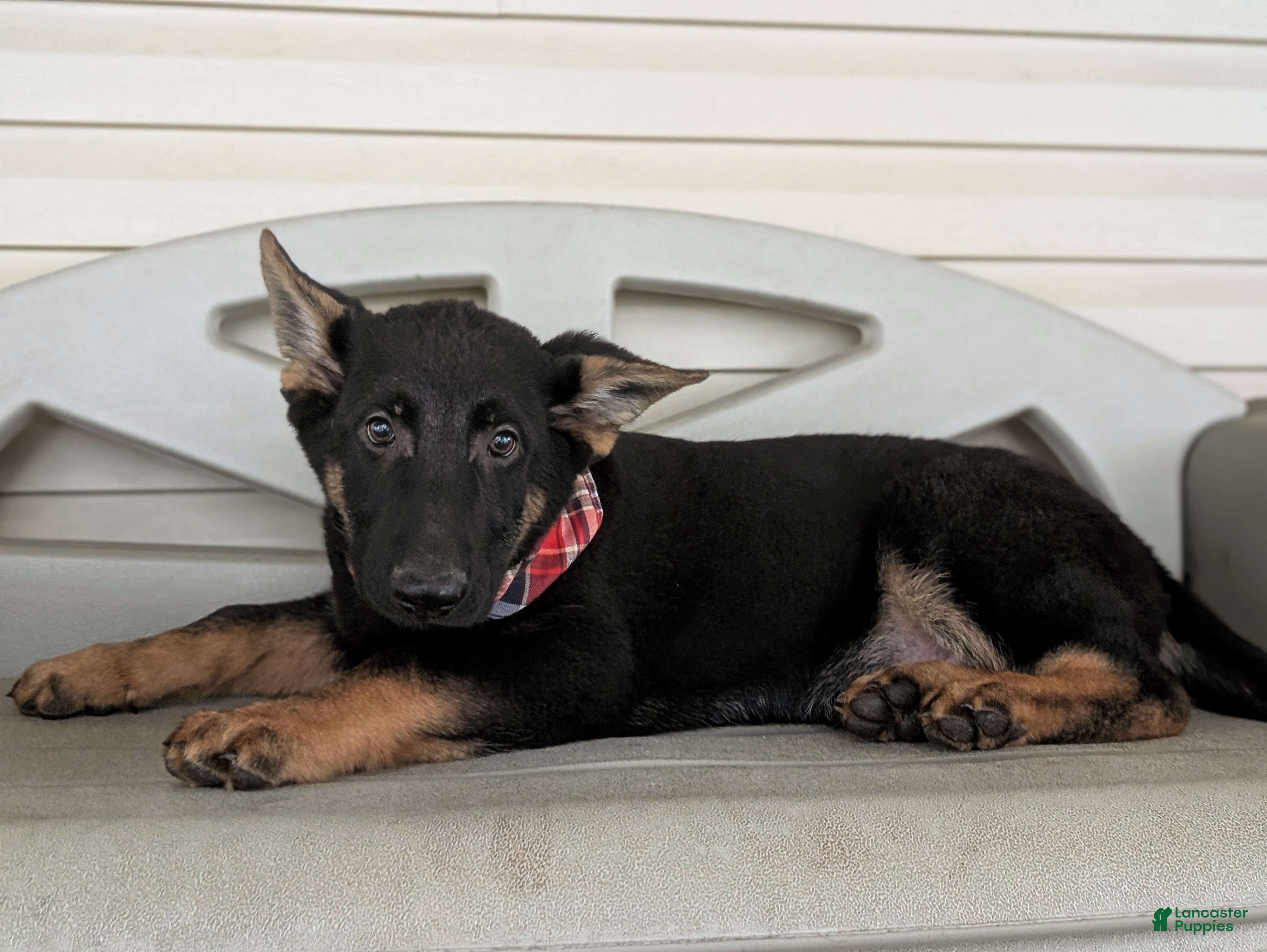 German Shepherd dogs Cassidy - Ad 2