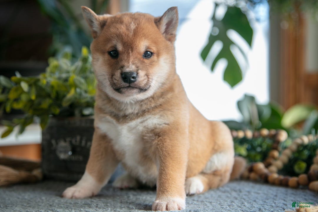 Shiba Inu dogs for sale: Smokey - Ad 3