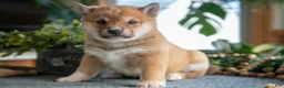 Shiba Inu dogs for sale: Smokey - Ad 3