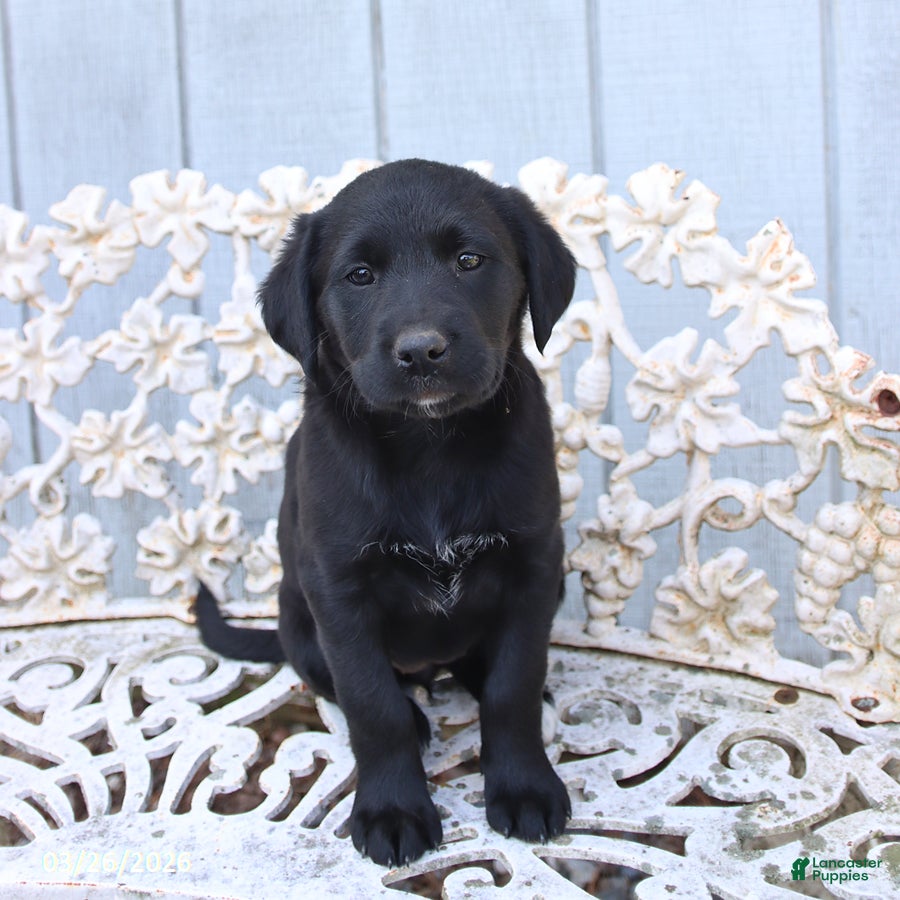 Mixed Breed dogs Maggie - Ad 1