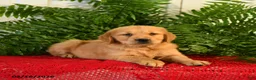 Golden Retriever dogs for sale: Andy - Ad 3