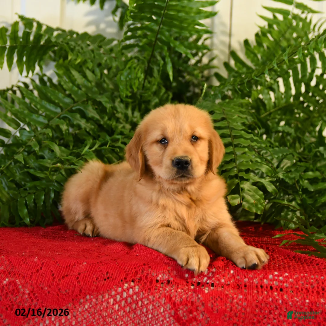Golden Retriever dogs for sale: Andy - Ad 3