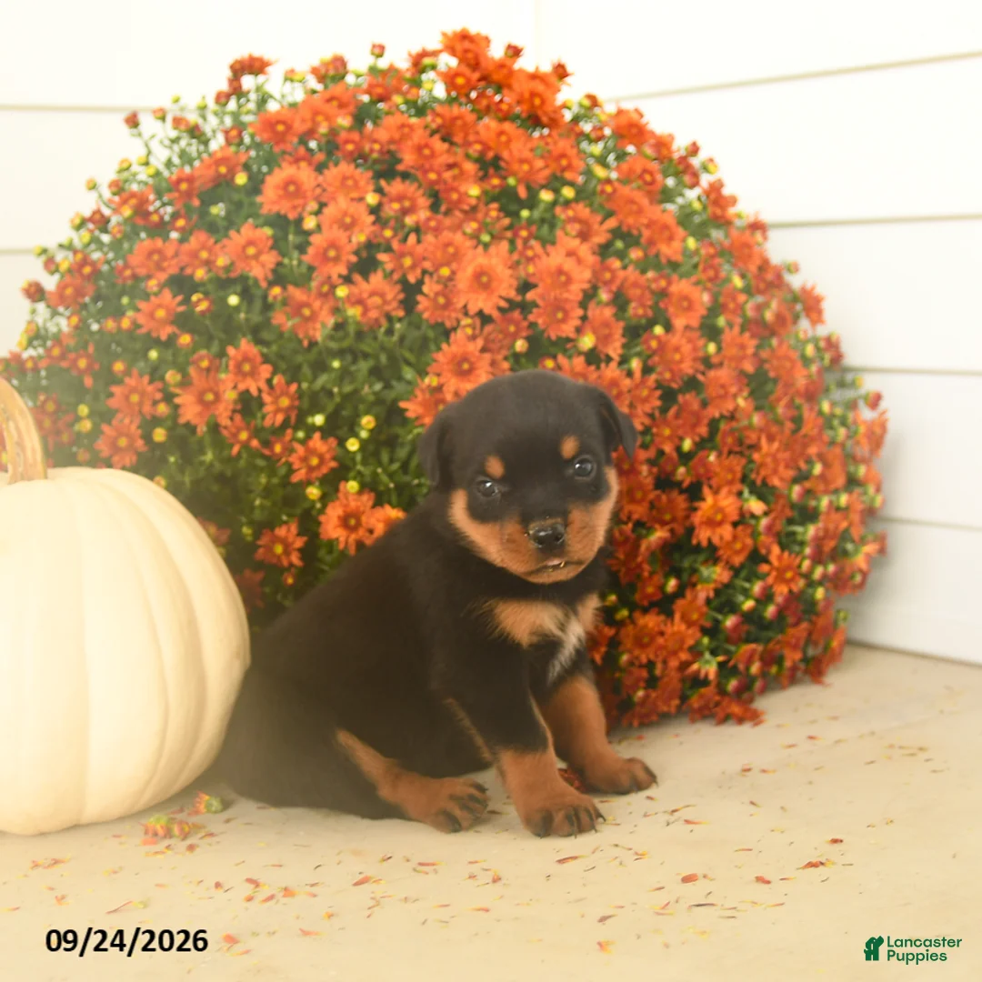 Rottweiler dogs for sale: Piper  - Ad 2