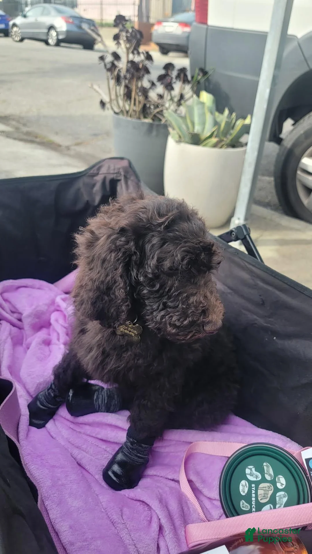 Standard Poodle dogs for sale: Standard Poodle Puppy 1 - Ad 1