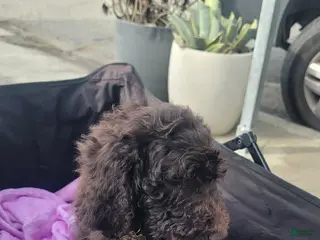Standard Poodle dogs for sale: Standard Poodle Puppy 1 - Ad 4