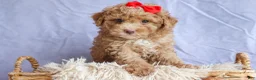 Miniature Poodle dogs for sale: ANDREW - Ad 3