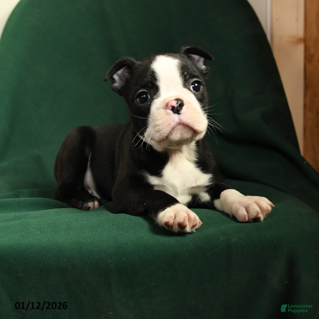 Boston Terrier dogs for sale: Finn - Ad 4