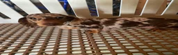 Miniature Dachshund dogs for sale: Skye - Ad 12